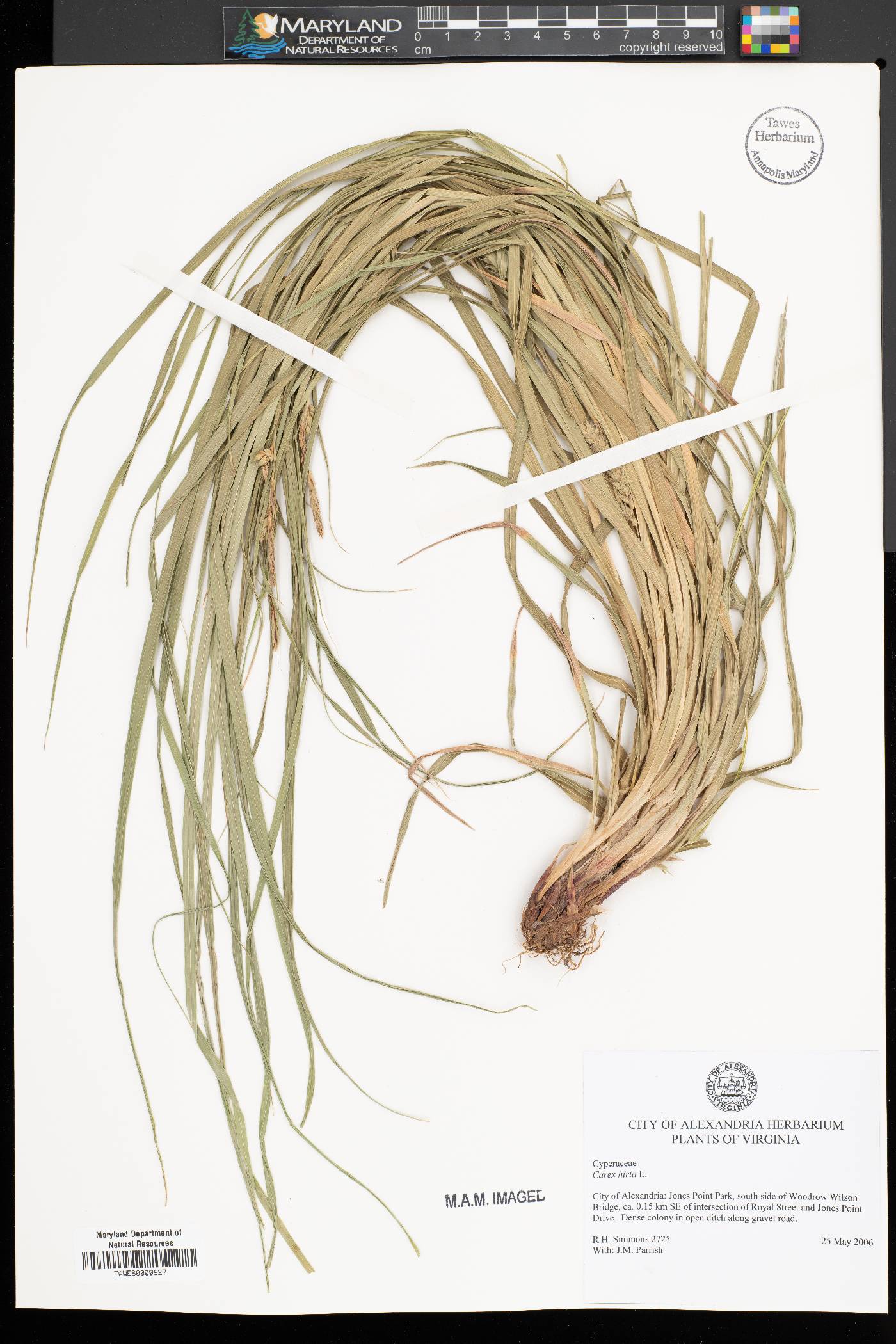 Carex hirta image