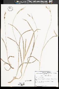 Carex hirtifolia image