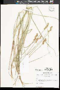 Carex alata image