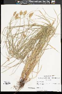 Carex alata image