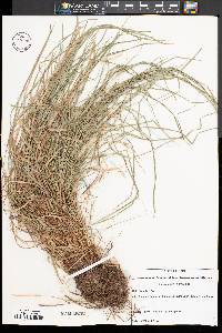 Carex jamesii image