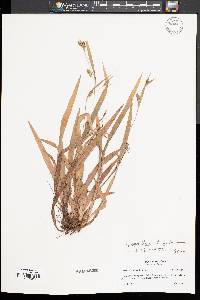 Carex laxiculmis image