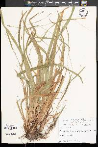 Carex laxiculmis image