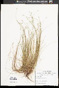 Carex leptalea subsp. harperi image