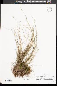 Carex leptalea subsp. leptalea image