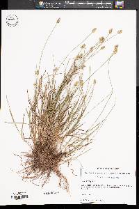 Carex leavenworthii image