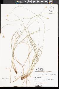 Carex leavenworthii image