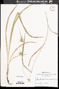 Carex lonchocarpa image