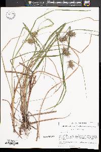 Carex louisianica image