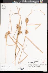 Carex louisianica image