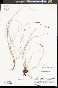 Carex lucorum image