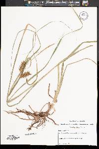 Carex lupuliformis image