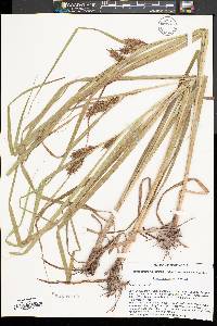 Carex lupuliformis image