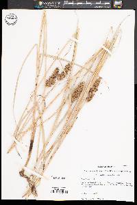 Image of Carex oklahomensis