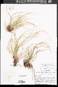 Carex pedunculata image