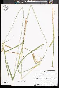 Image of Carex mitchelliana
