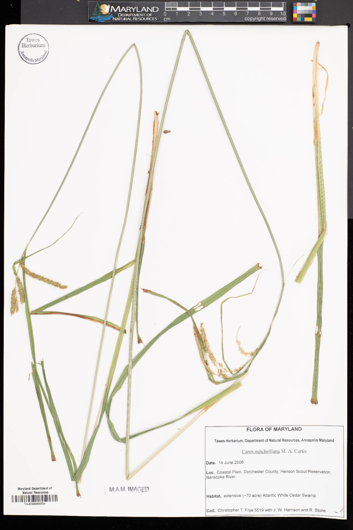 Carex mitchelliana image