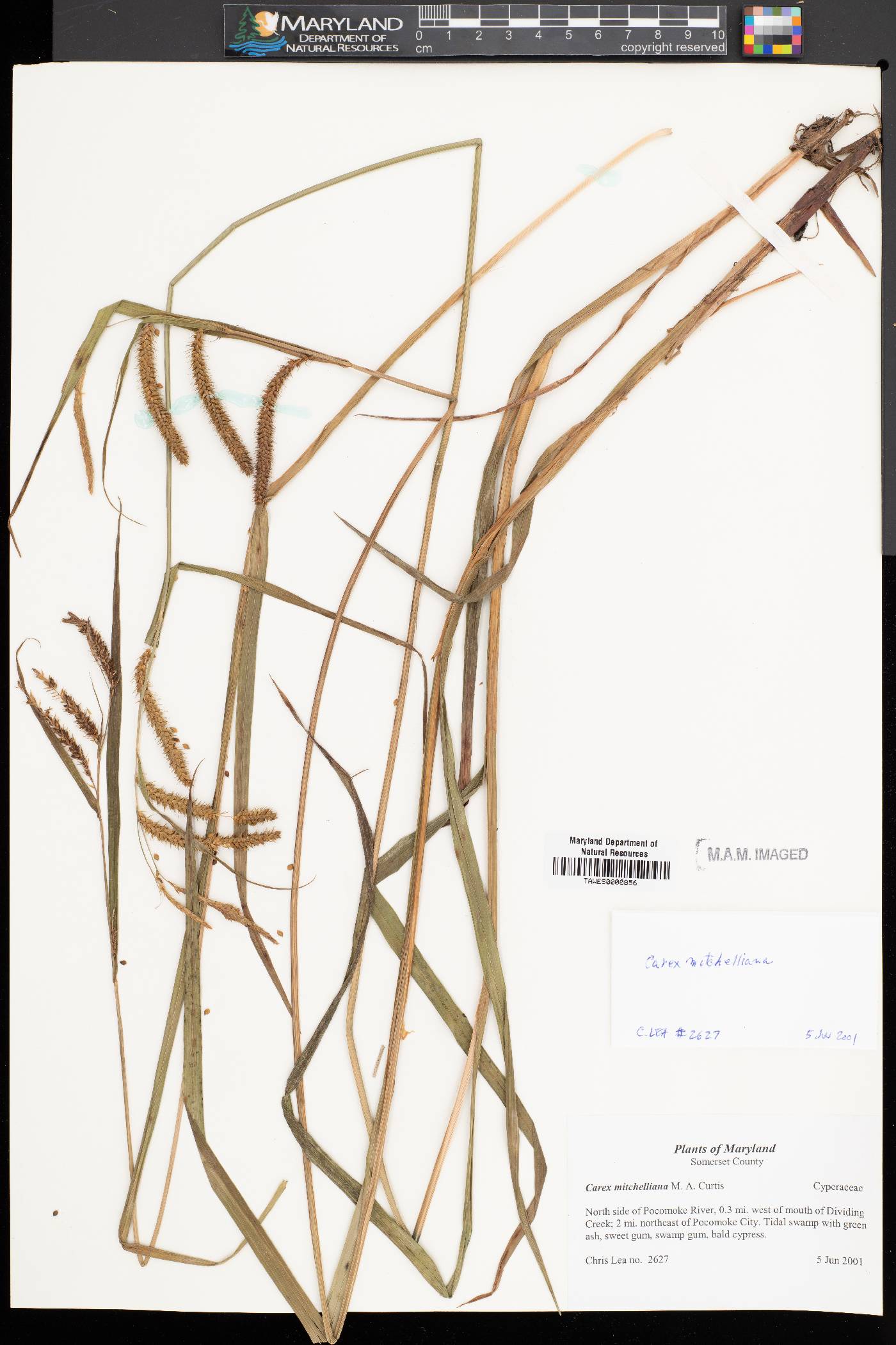 Carex mitchelliana image