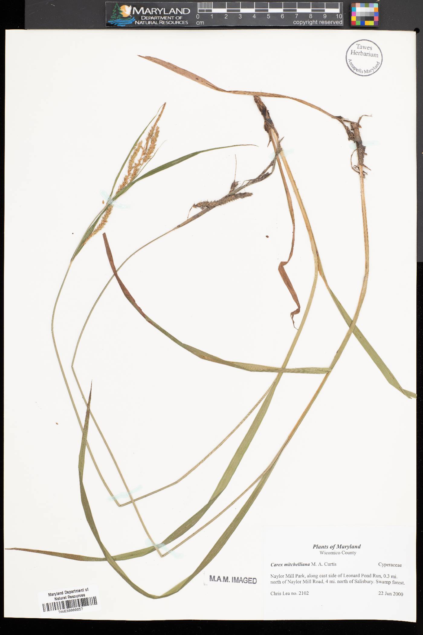 Carex mitchelliana image