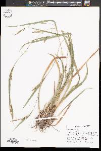 Image of Carex pigra