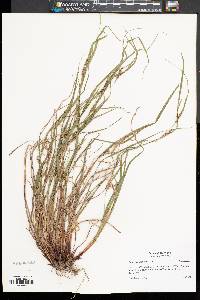 Carex planispicata image