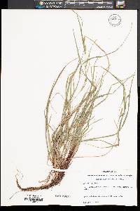 Carex planispicata image