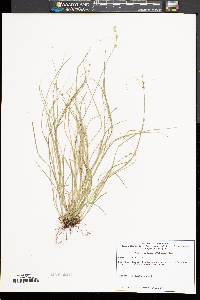 Carex radiata image