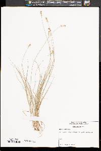 Carex retroflexa image