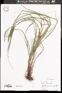 Image of Carex roanensis