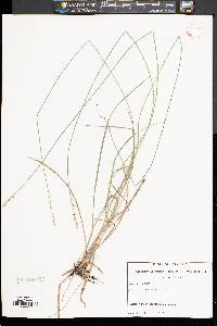 Carex seorsa image