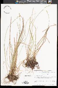 Carex seorsa image