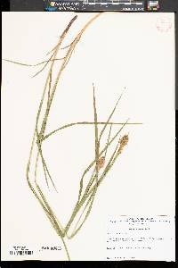 Carex squarrosa image