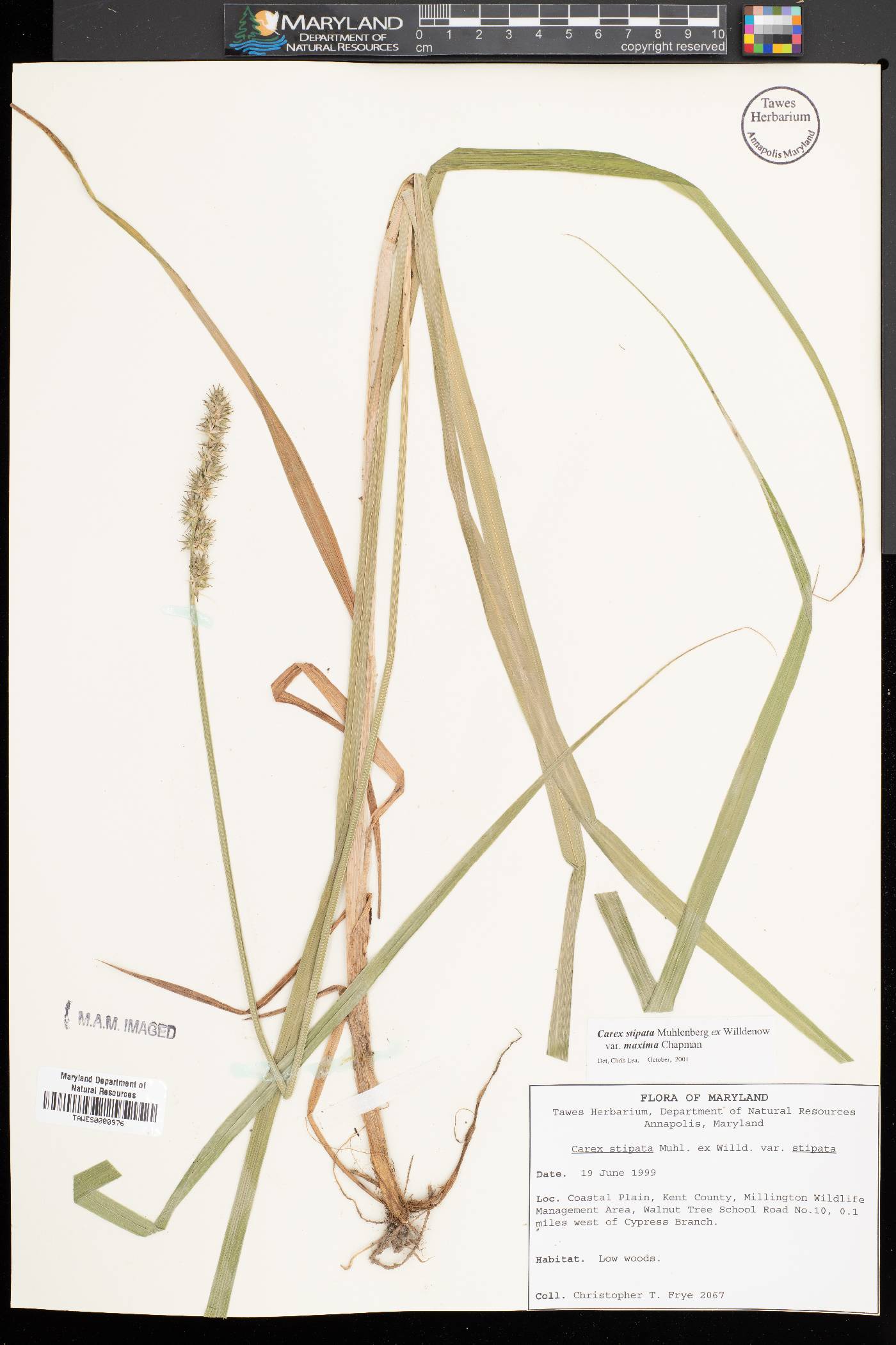 Carex stipata var. maxima image