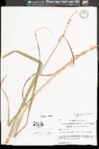 Carex stipata var. maxima image