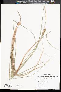 Image of Carex striata