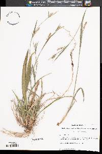 Carex striatula image