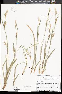 Carex striatula image