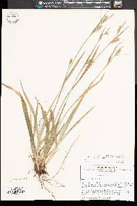 Carex striatula image