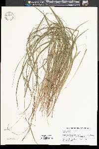 Carex styloflexa image