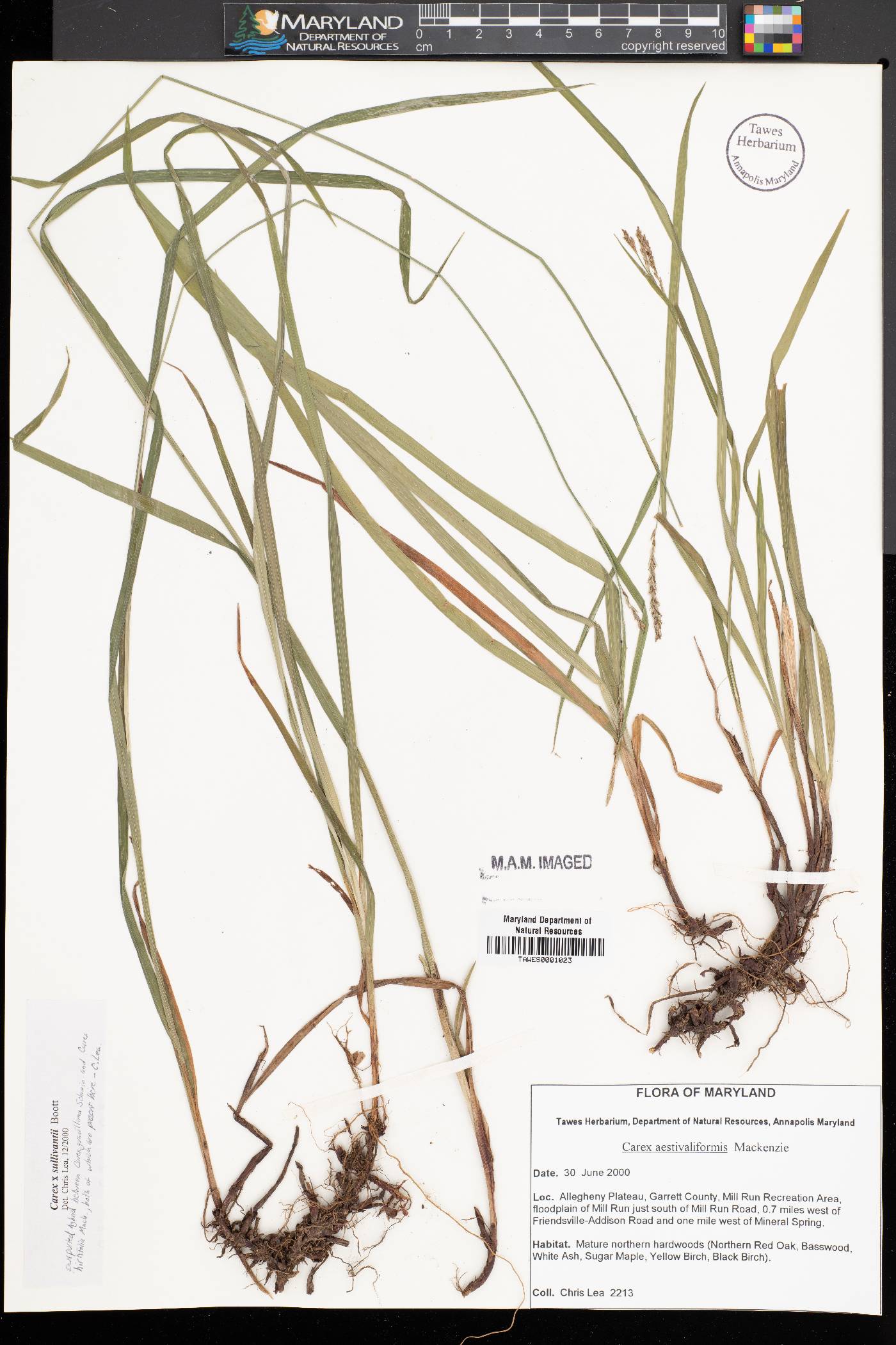 Carex x sullivantii image