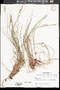 Carex swanii image