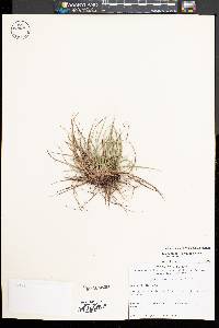 Carex tonsa image