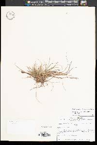 Carex tonsa image