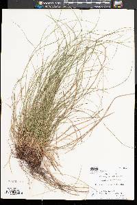 Carex tonsa image