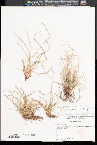 Carex tonsa image