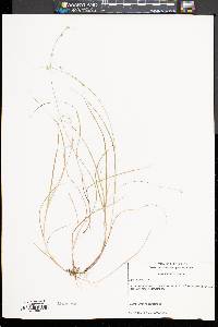 Carex trisperma image