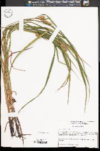 Carex typhina image