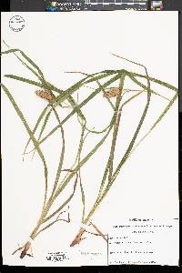 Carex typhina image