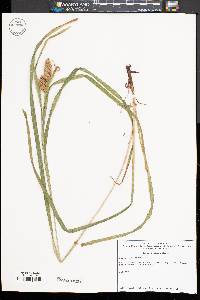 Carex typhina image