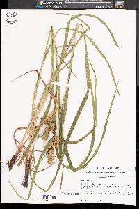 Carex typhina image